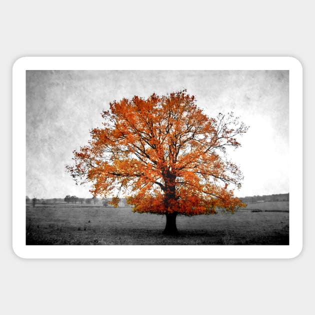 A Tree in Autumn Sticker by rosedew